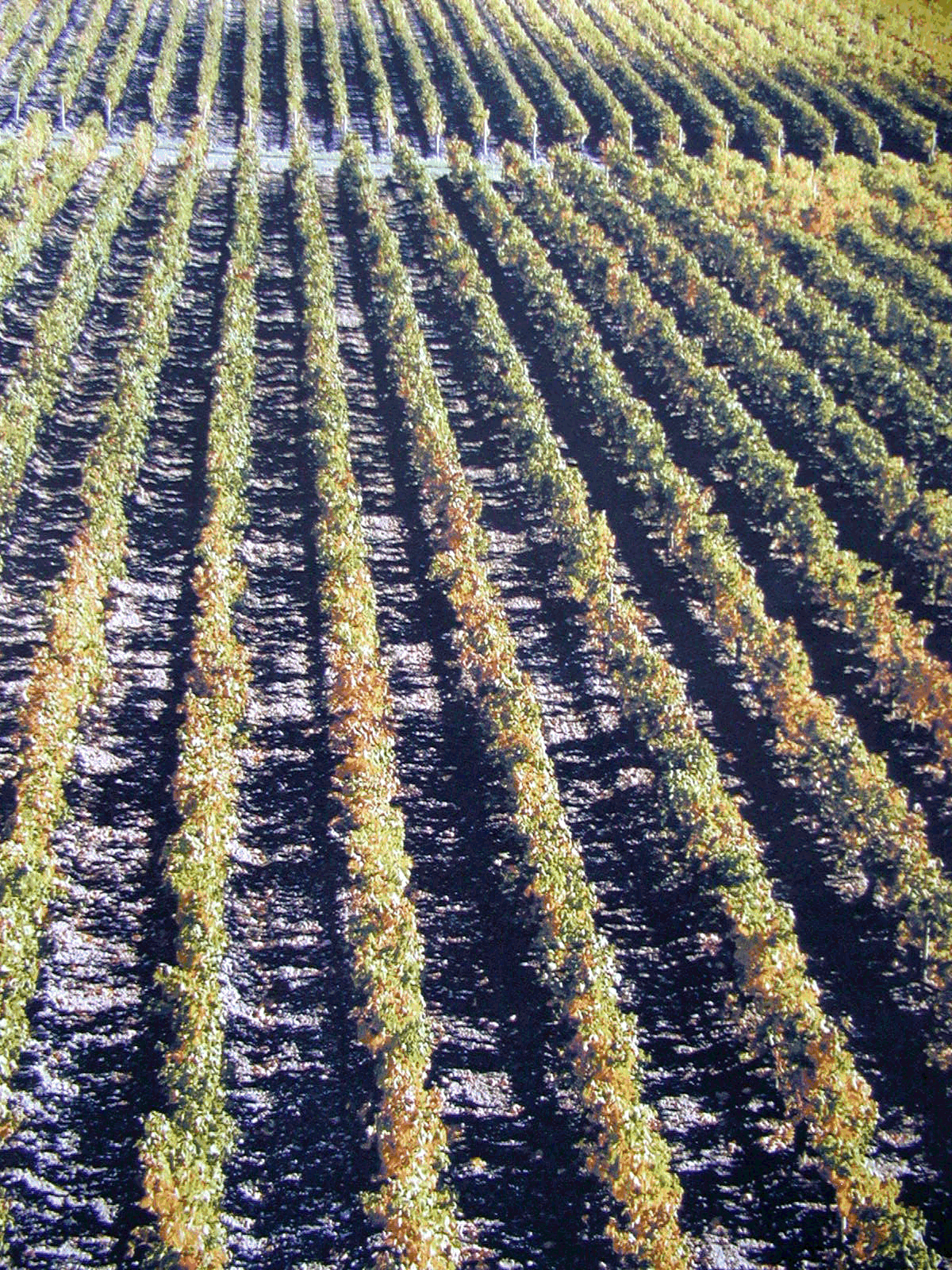 vignoble